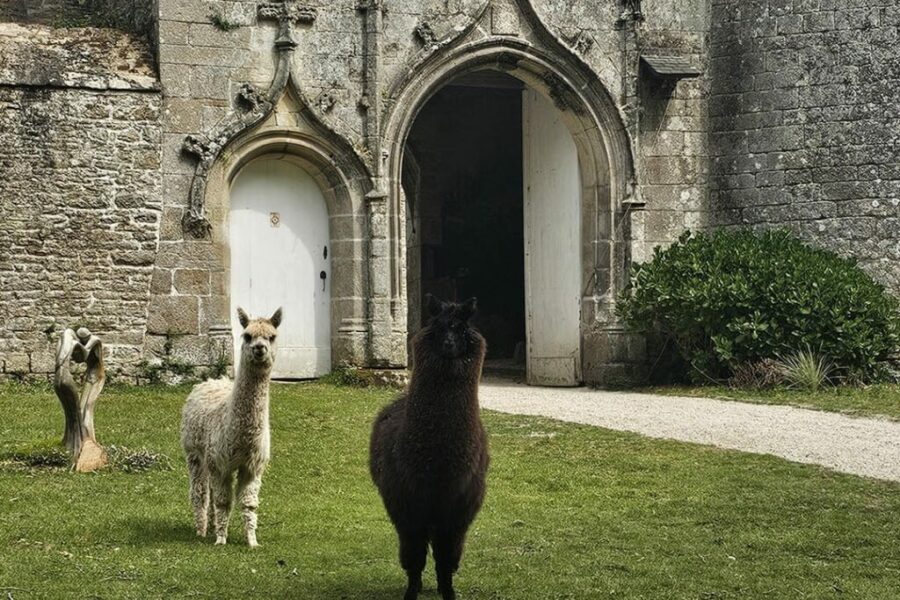 chateau noe-seche animaux-50